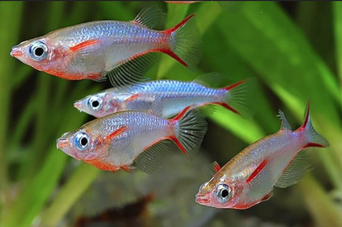 (image for) Daisy’s Rice Fish - Oryxias woworae