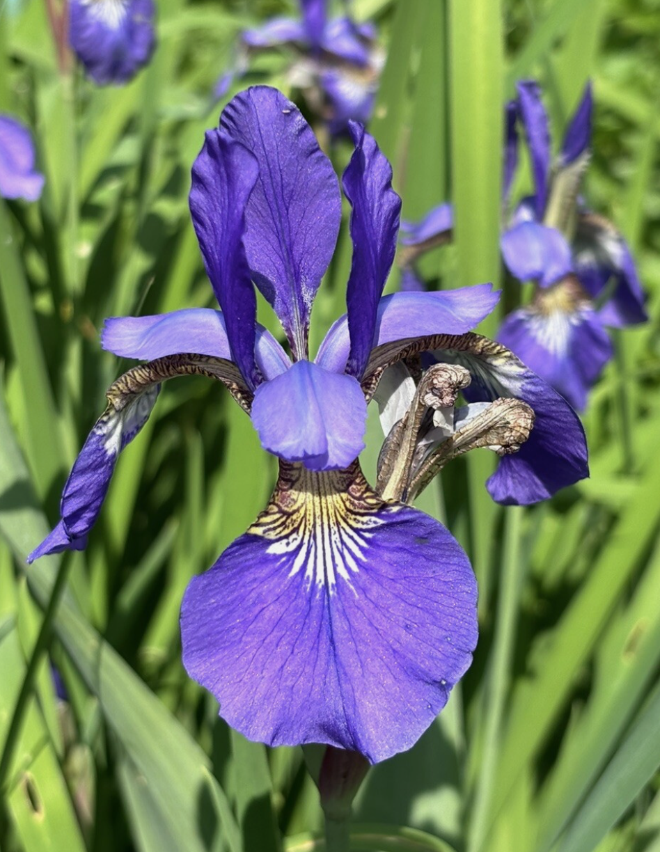 (image for) Japanese Ensata Iris