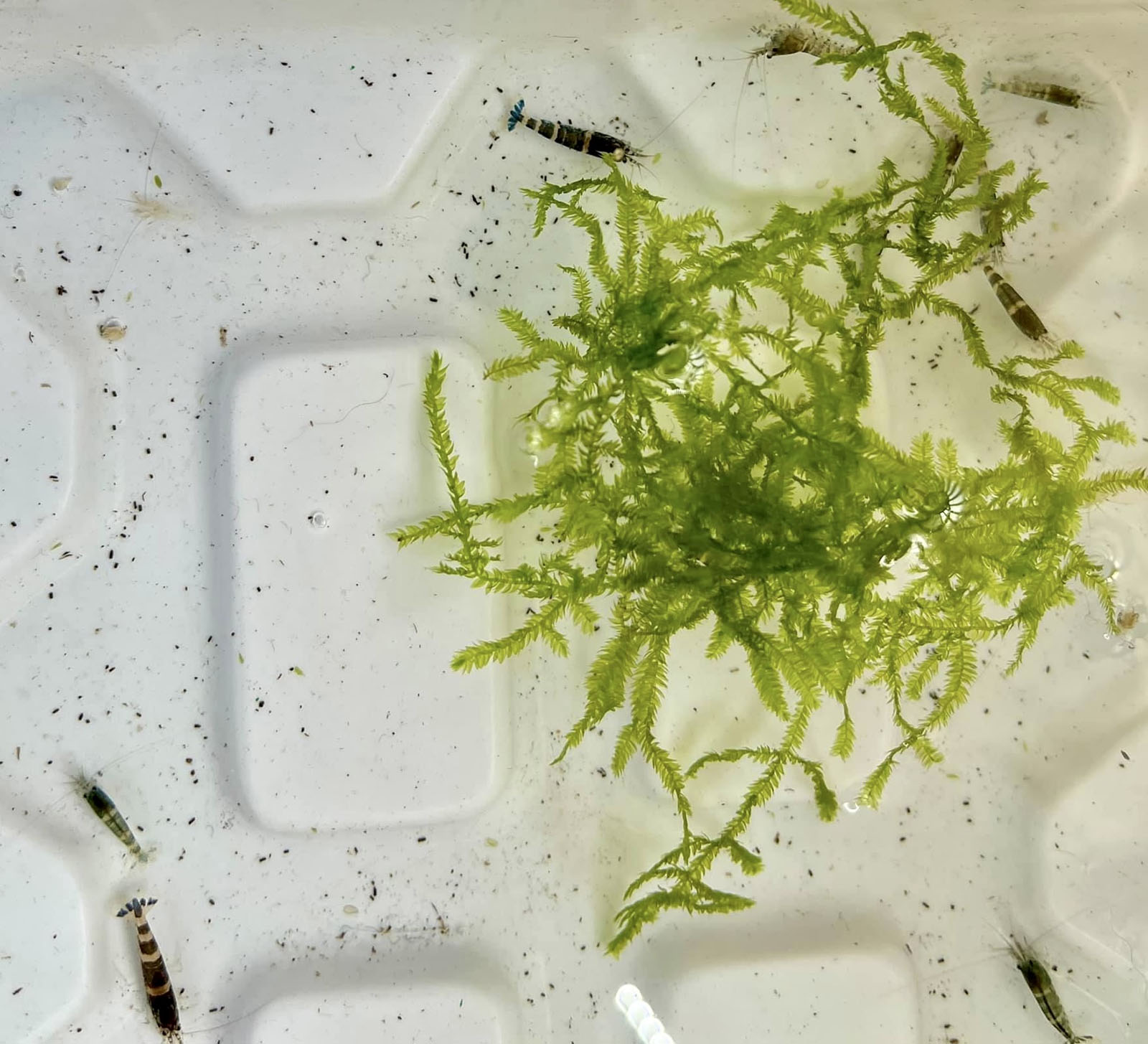 (image for) Paracaradina Blue Bee Shrimp