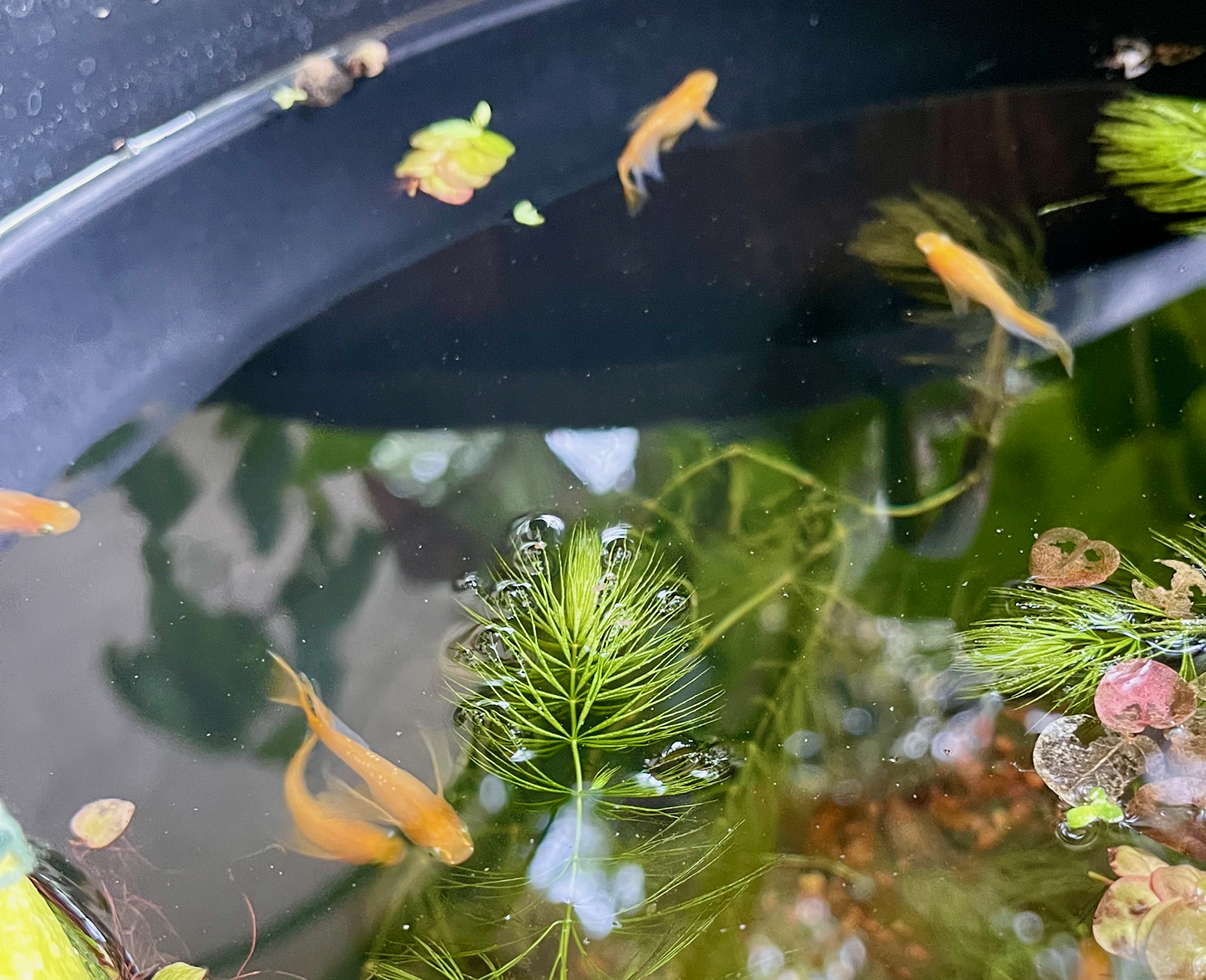 (image for) Red King Glitter RLF Medaka Rice Fish - Oryxias latipes