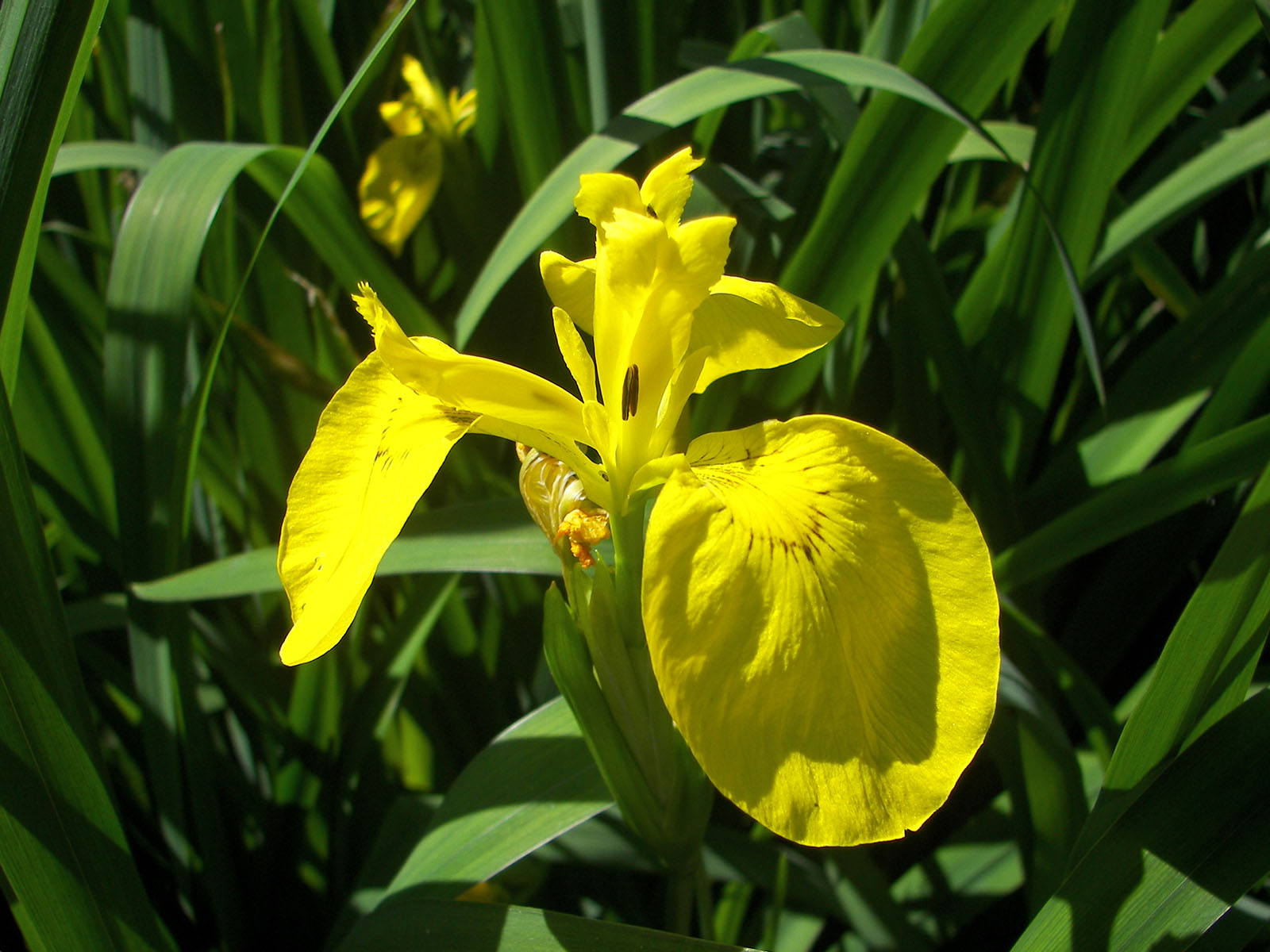 (image for) Aquatic Plants