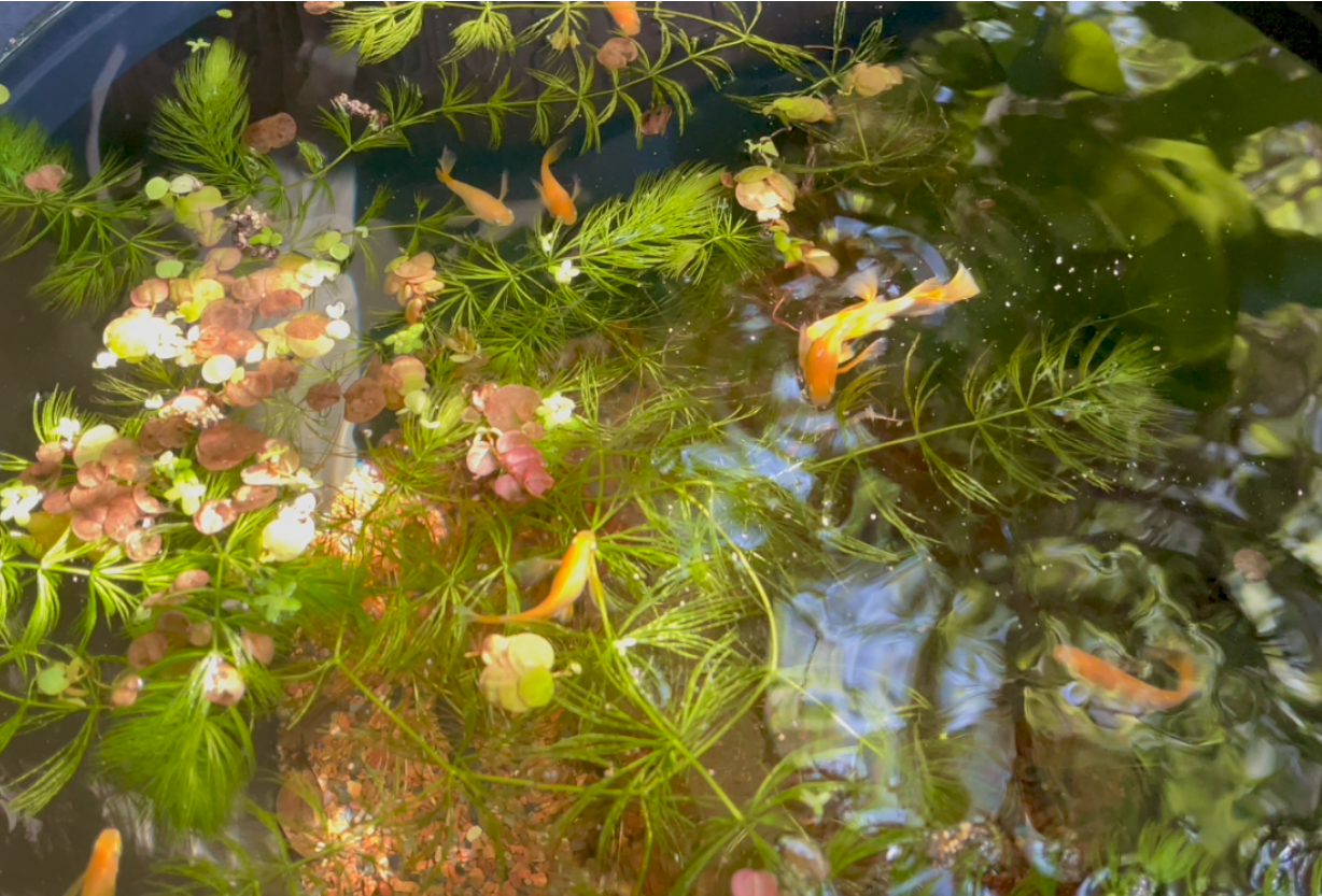 (image for) Medaka Rice Fish