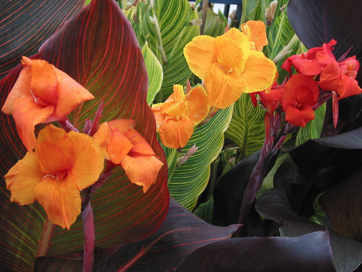 (image for) Canna Lillies