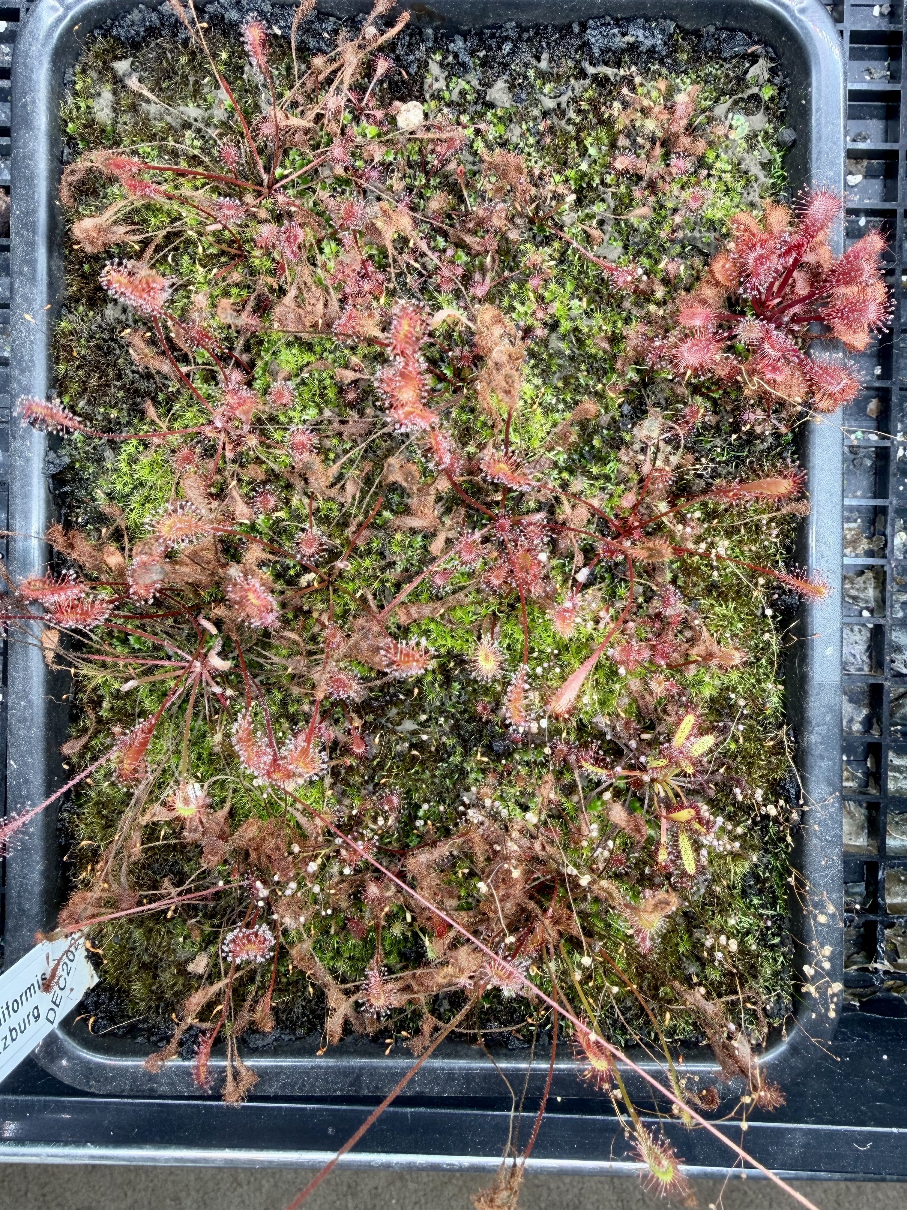 (image for) Drosera nidiformis ´Pietermaritzburg´ Sundew