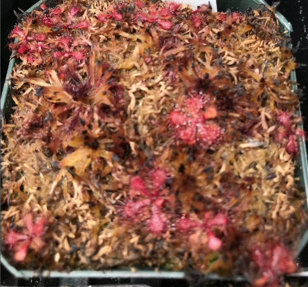 (image for) Drosera Natalensis - Natal Sundew