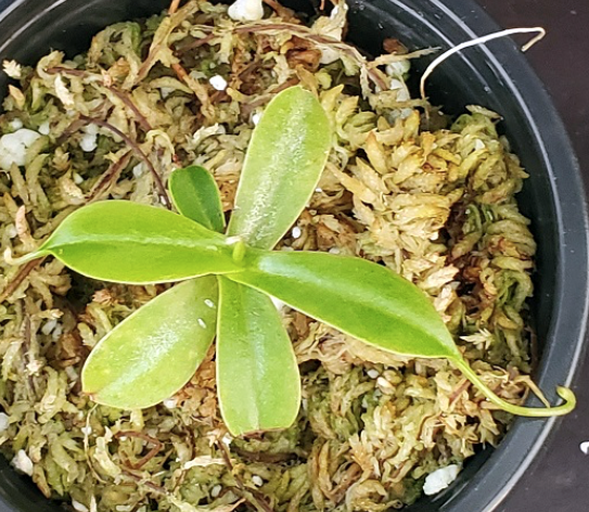 (image for) Nepenthes sibuyanensis