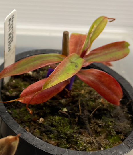(image for) Nepenthes Belli