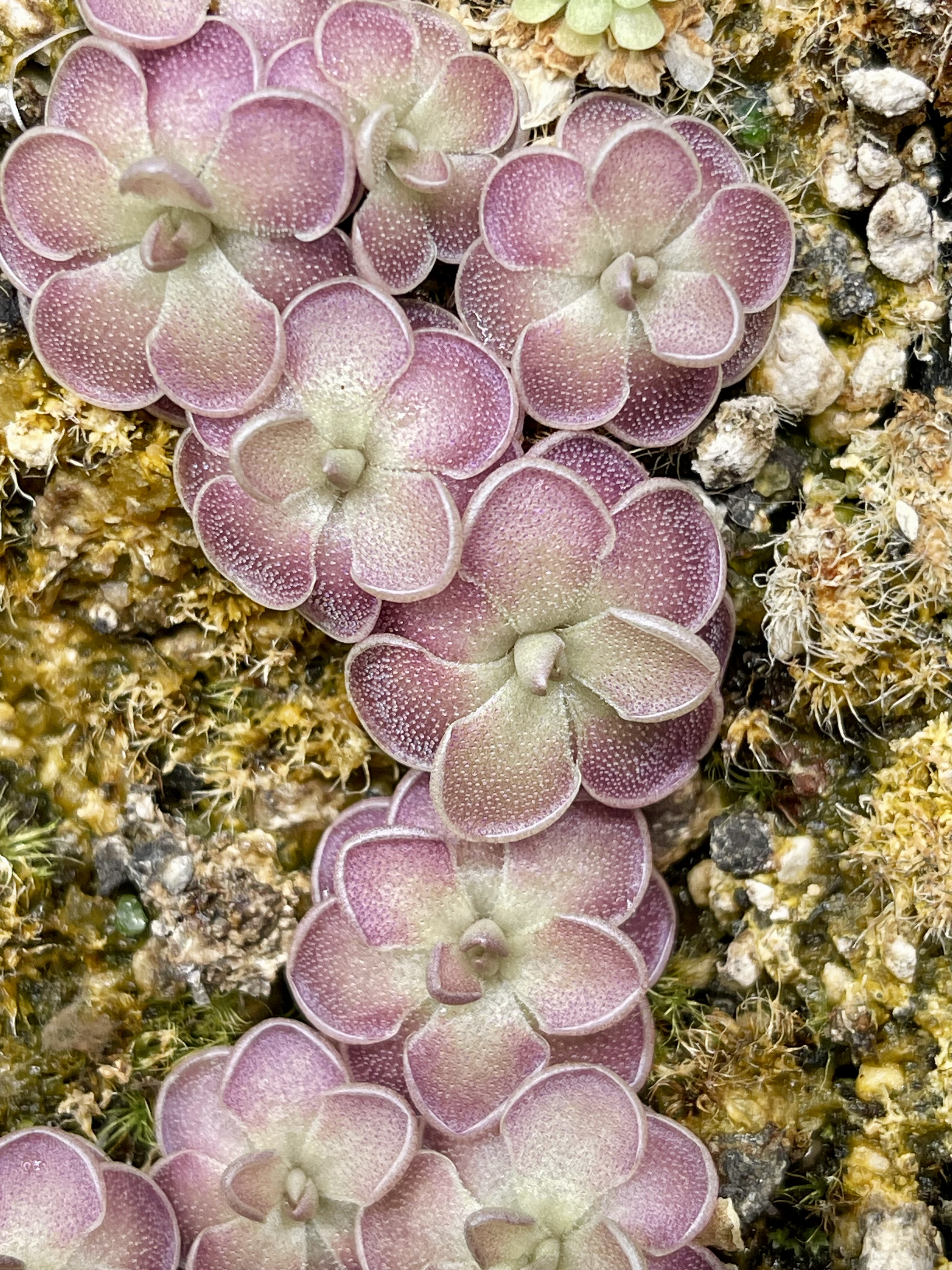 (image for) Pinguicula jauvamensis x Cyclosecta