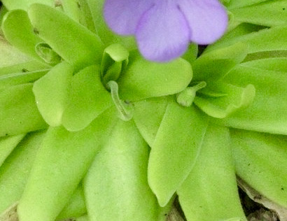 (image for) Pinguicula Laueana CP2 x Moctezumae Encantada