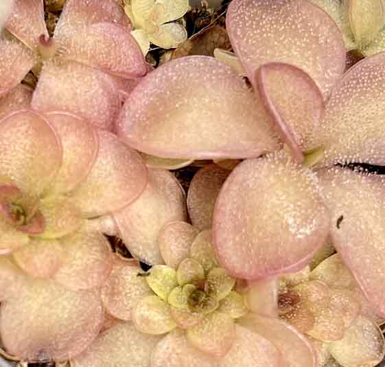 (image for) Pinguicula laueana Narrow Flower