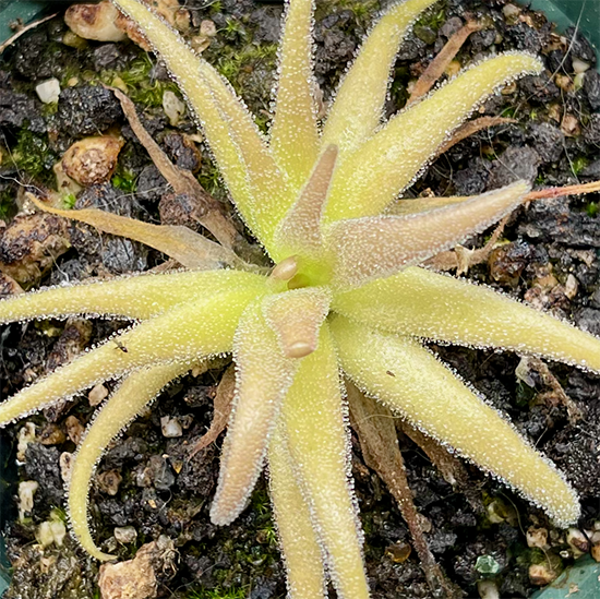 (image for) Pinguicula Medusina x Gigantea
