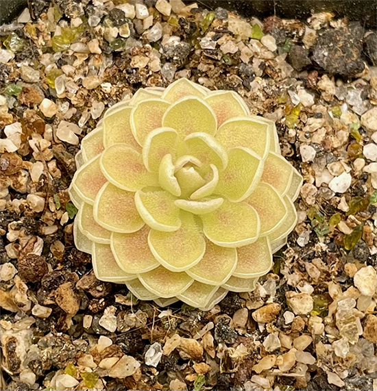 (image for) Pinguicula esseriana