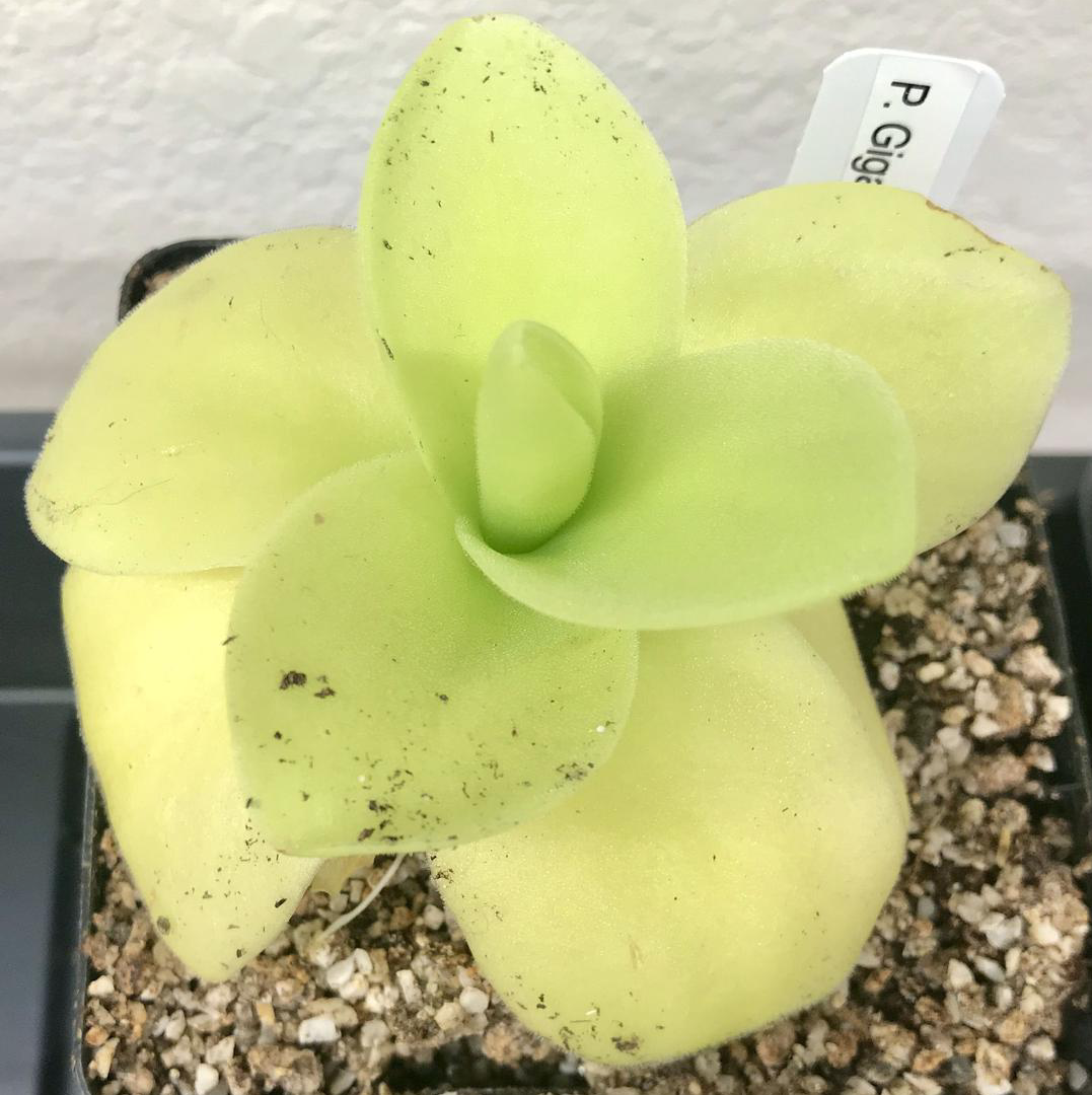(image for) Pinguicula Gigantea White Flower