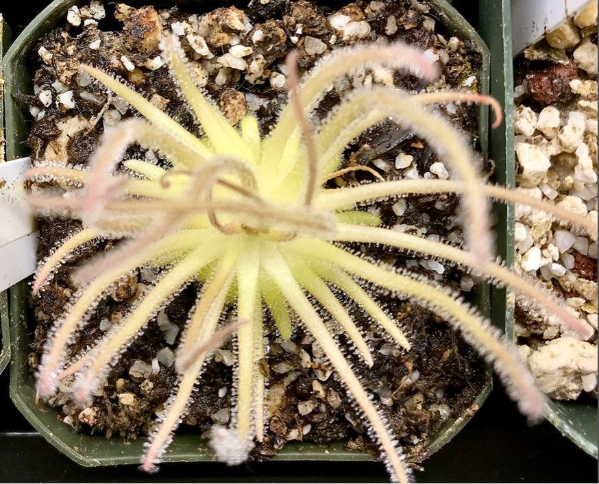 (image for) Pinguicula Gypsicola Buena Vista