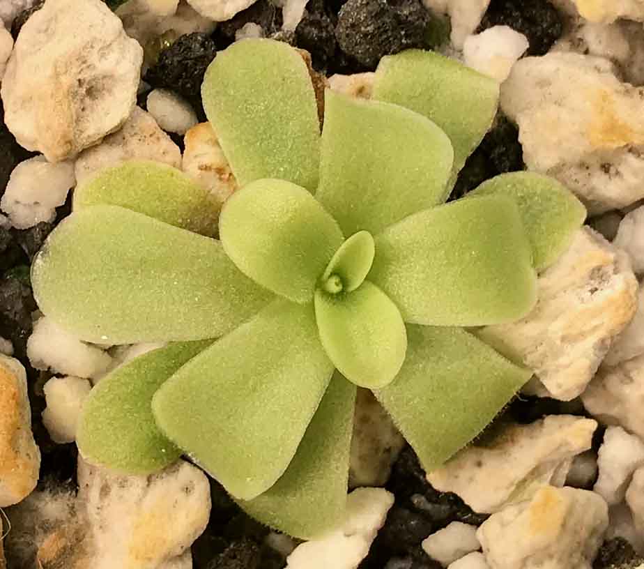 (image for) Pinguicula Ibarrae