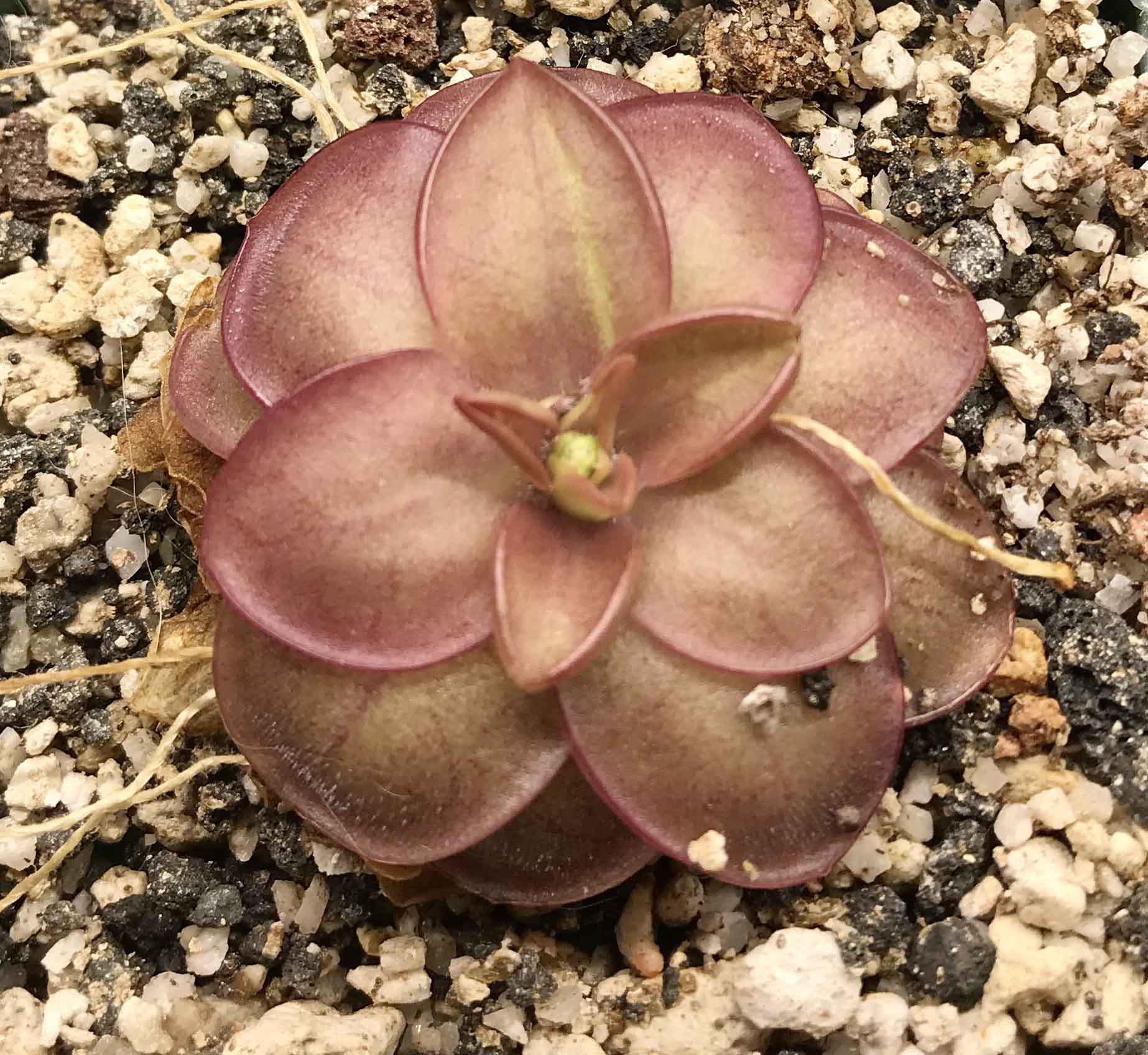 (image for) Pinguicula laueana Fuchsia