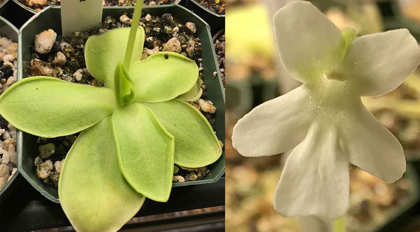 (image for) Pinguicula moranensis f semi-Alba