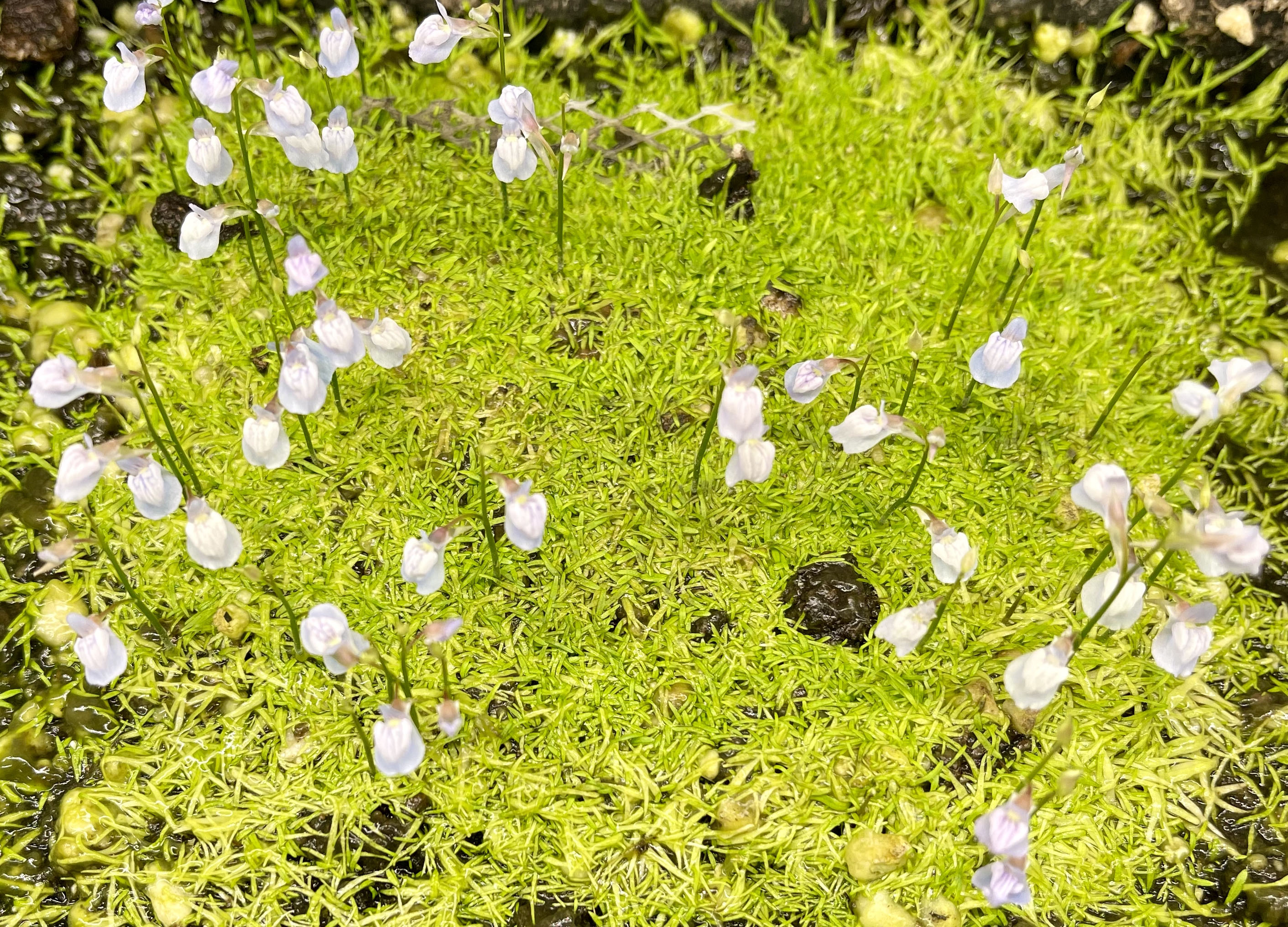 (image for) Utricularia graminifolia (Asian)